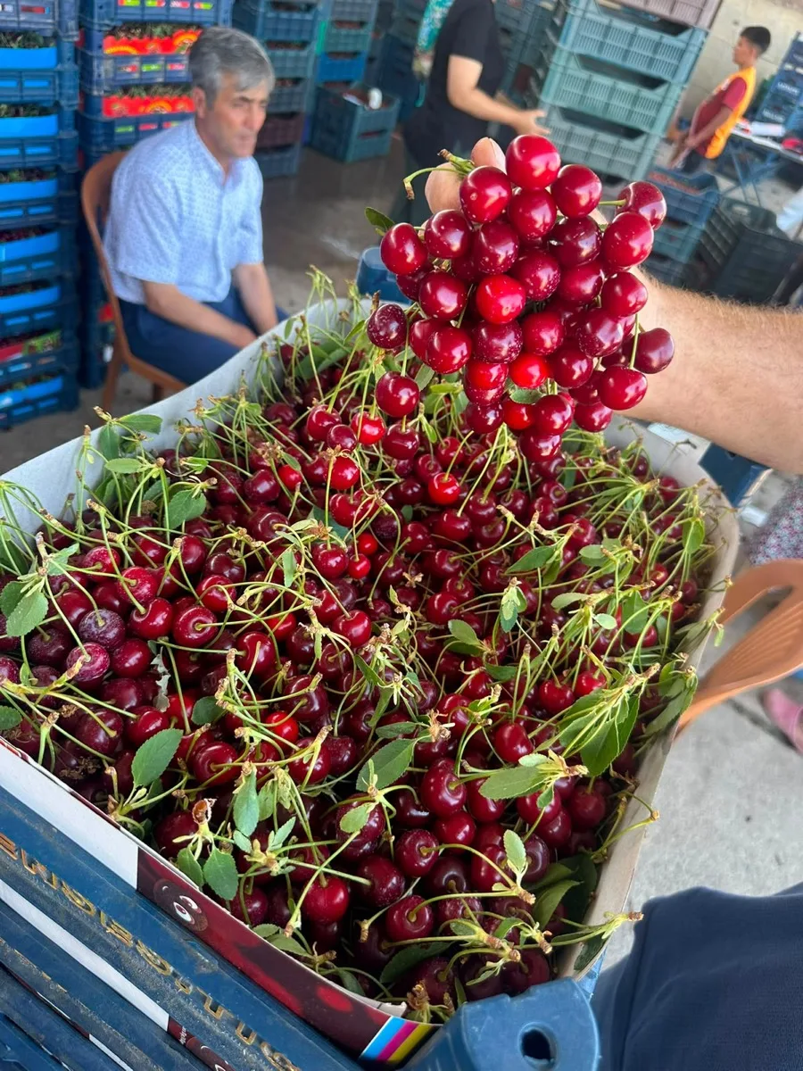 Turkish sour cherries
